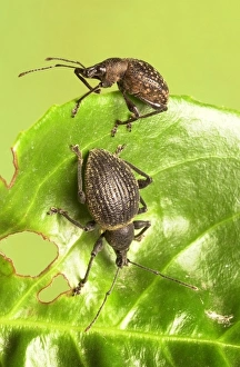 Otiorhynchus armadillo and O. salicicola, armadillo weevil Otiorhynchus armadillo and O. salicicola, armadillo weevil