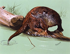 <b class=qtipBold><figcaption>An otter on a branch</figcaption></b><br>An adult otter (Lutra lutra) rests on a branch after a dip in the river. Painting by Malcolm Greensmith<br><em>© Mary Evans/Malcolm Greensmith</em> An otter on a branch