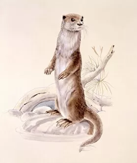 Greensmith Gallery: Otter standing on hind legs