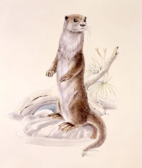 <b class=qtipBold><figcaption>Otter standing on hind legs</figcaption></b><br>An otter (Lutra lutra) standing on hind legs on a riverbank. Painting by Malcolm Greensmith<br><em>© Mary Evans/Malcolm Greensmith</em> Otter standing on hind legs