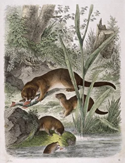 <b class=qtipBold><figcaption>OTTERS</figcaption></b><br>A group of otters eating fish on the riverbank<br><em>© Mary Evans Picture Library</em> OTTERS