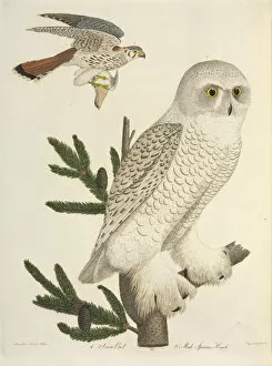 White Hawk Gallery: Owls and Sparrow hawk