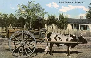 Ox-drawn cart and driver, Kentucky, USA