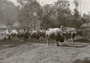Ox train pulling logs through the jungle, Burma, India Ox train pulling logs through the jungle, Burma, India