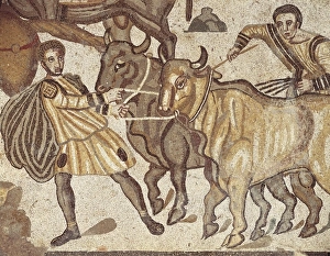 Oxen transporting water. ITALY. Piazza Armerina Oxen transporting water. ITALY. Piazza Armerina