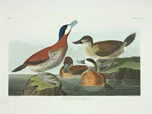 Oxyura jamaicensis, ruddy duck Oxyura jamaicensis, ruddy duck