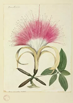 Watercolor Gallery: Pachira aquatica, Malabar or Guyana chestnut
