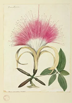 Pachira aquatica, Malabar or Guyana chestnut Pachira aquatica, Malabar or Guyana chestnut