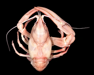 Pacifastacus leniusculus, signal crayfish Pacifastacus leniusculus, signal crayfish