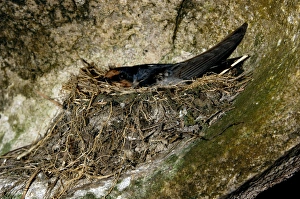 Pacific Swallow (adult) in its nest, built in a Pacific Swallow (adult) in its nest, built in a