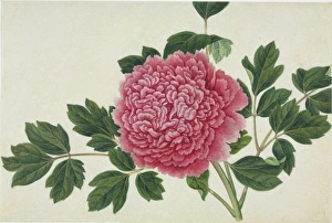 Paeonia cv Paeonia cv