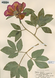 Paeonia humilis Paeonia humilis