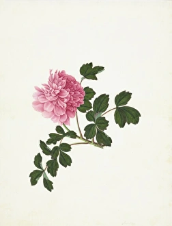 <b class=qtipBold><figcaption>Paeonia sp., paeony</figcaption></b><br>Plate 4 from the John Reeves Collection of Botanical Drawings from Canton, China. Held in the Botany Library at the Natural History Museum, London. Date:<br><em>© Mary Evans / Natural History Museum</em> Paeonia sp., paeony