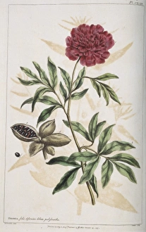 Paeonia sp., peony Paeonia sp., peony