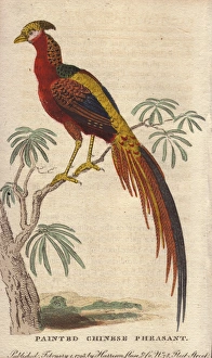 Painted Chinese pheasant, Chrysolophus pictus Painted Chinese pheasant, Chrysolophus pictus