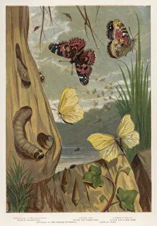 <b class=qtipBold><figcaption>Painted Lady Butterfly</figcaption></b><br>The PAINTED LADY and other English butterflies.<br><em>© Mary Evans Picture Library</em> Painted Lady Butterfly