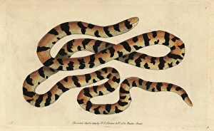 Painted snake, false coral snake or pipe snake Painted snake, false coral snake or pipe snake