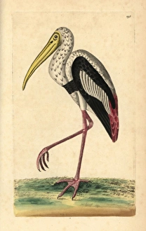 Painted stork, Mycteria leucocephala Near threatened Painted stork, Mycteria leucocephala Near threatened