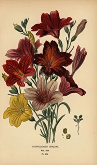 Painted tongue or velvet trumpet flower, Salpiglossis Painted tongue or velvet trumpet flower, Salpiglossis