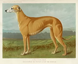 Muscle Gallery: Painting of a Greyhound