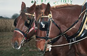 A pair of chestnut Suffolk Punch working horses in harness A pair of chestnut Suffolk Punch working horses in harness
