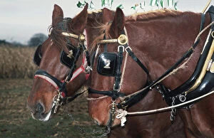 Punch Gallery: A pair of chestnut Suffolk Punch working horses in harness