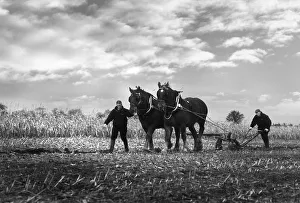 A pair of Suffolk Punch working horses pull a plough A pair of Suffolk Punch working horses pull a plough