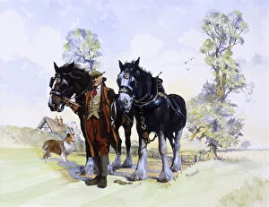 Farm Gallery: A pair of working Shire Horses & Farmer