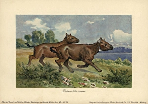Palaeotherium, extinct genus of primitive horse-like Palaeotherium, extinct genus of primitive horse-like