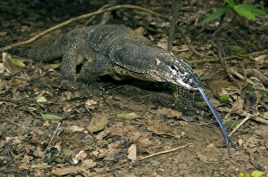 Palawan Monitor Lizard - searches for food along Palawan Monitor Lizard - searches for food along