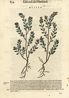 Pale madwort or yellow alyssum, Alyssum alyssoides