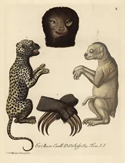 Pale-throated sloth, Bradypus tridactylus Pale-throated sloth, Bradypus tridactylus