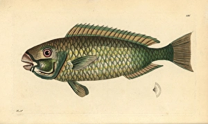 Palecheek parrotfish, Chlorurus japanensis Palecheek parrotfish, Chlorurus japanensis