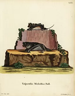 Pallas mastiff bat, Vespertilio molossus