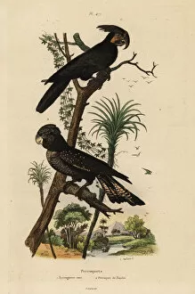Fries Gallery: Palm cockatoo and red-tailed black cockatoo