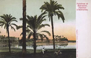Egypt Gallery: Palm tress at Bedrashin, Giza, Egypt