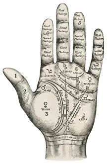 Apollo Collection: Palmistry map of the hand