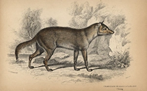 Pampas or Azaras fox, Lycalopex gymnocercus Pampas or Azaras fox, Lycalopex gymnocercus