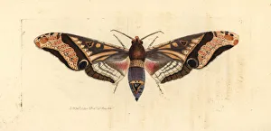 Panopus hawk-moth, Amplypterus panopus Panopus hawk-moth, Amplypterus panopus