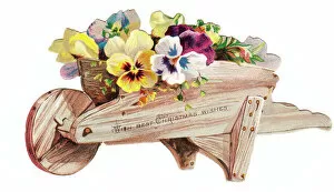 Wheelbarrow Gallery: Pansies in a wheelbarrow on a cutout Christmas card
