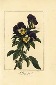 Pansy, pensee, Viola tricolor var. hortensis Pansy, pensee, Viola tricolor var. hortensis