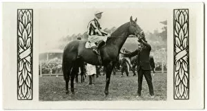 Racehorses Gallery: Pantheon, Australian race horse