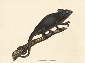 Panther chameleon, Furcifer pardalis Panther chameleon, Furcifer pardalis