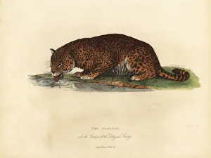 Panther, Panthera pardus or Panthera onca Panther, Panthera pardus or Panthera onca