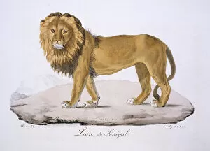 Carnivora Gallery: Panthera leo senegalensis, West African Lion