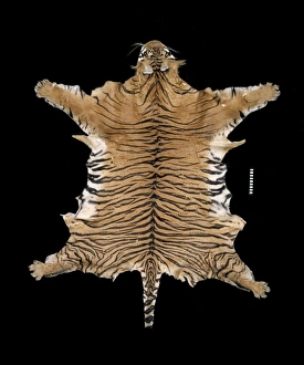 Panthera tigris balica, Balinese tiger Panthera tigris balica, Balinese tiger