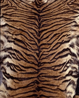 Panthera tigris sumatrae, Sumatran tiger Panthera tigris sumatrae, Sumatran tiger