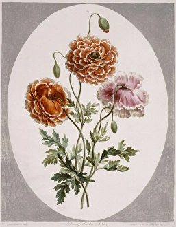 <b class=qtipBold><figcaption>Papaver alpinum, dwarf poppy</figcaption></b><br>Folio 58 from A Collection of Flowers (1795) by John Edwards. Held in the Botany Library at the Natural History Museum, London. Date:<br><em>© Mary Evans / Natural History Museum</em> Papaver alpinum, dwarf poppy