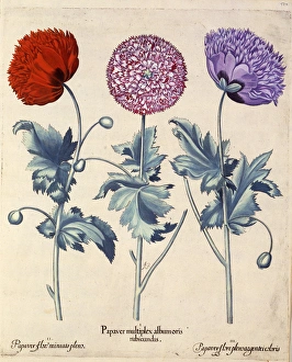 <b class=qtipBold><figcaption>Papaver (Poppy), three varieties</figcaption></b><br>Three varieties of Papaver (Poppy) -- Papaver flore miniato plens (vermilion), Papaver multiplex albumoris rubicundis (red and white) and Papaver flore plensargentei coloris (silver), drawn by Basilius Besler (1561-1629), one of many plates in a book entitled Hortus Eystattensis sive diligens et accurata omnium plantarum, florum, stirpium ex variies orbis terrae partibus. The book contained illustrations of the flowers in the garden of Prince Bishop Johann Konrad von Gemmingen, in Eichstatt, Germany. Date: 1613<br><em>© Mary Evans Picture Library</em> Papaver (Poppy), three varieties