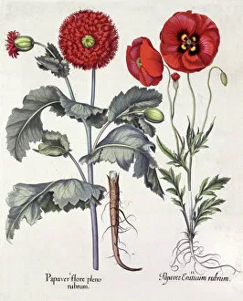 Flowering Collection: Papaver (Poppy), two varieties